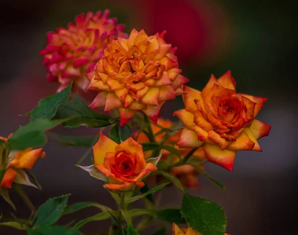 Ένα Όμορφο Κοντινό Πλάνο Τριαντάφυλλα Στον Κήπο — Φωτογραφία Αρχείου