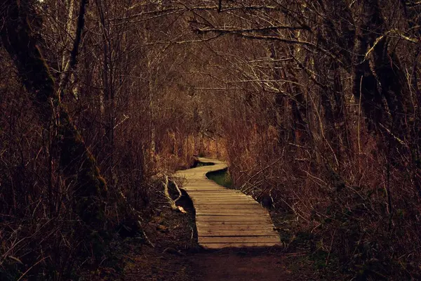 无叶林森林中的一个狭窄的木制码头 四周环绕着无叶树木 — 图库照片