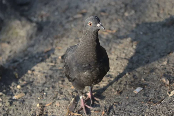 Gros Plan Pigeon Noir Dans Parc — Photo
