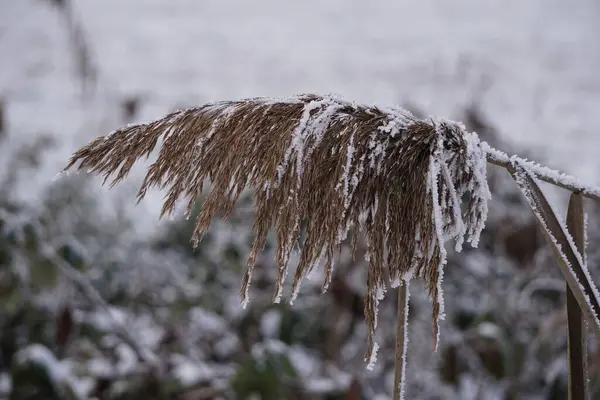 Крупный План Замерзшей Ветки Листьями Холодный Зимний День — стоковое фото