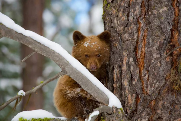 Närbild Söt Brun Björnunge Trädet Montana Förenta Staterna — Stockfoto