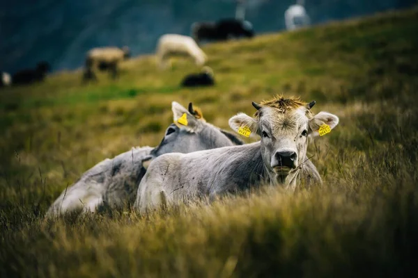 Close Vacas Pastando Grama Amarelada Iluminada Pelo Sol Fundo Embaçado — Fotografia de Stock