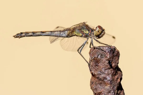 Selective Focus Dragonfly — Stock Photo, Image
