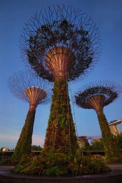 Piękny Widok Super Drzewa Singapurze Podczas Wschodu Słońca — Zdjęcie stockowe