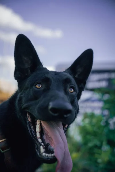 Disparo Vertical Perro Negro Con Lengua Hacia Fuera Sobre Fondo —  Fotos de Stock