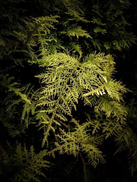녹색식물의 — 스톡 사진