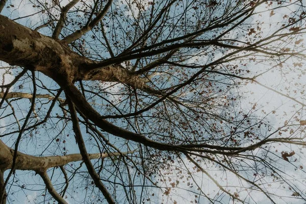 Een Lage Hoek Van Kale Bomen Een Tropisch Woud Opname — Stockfoto
