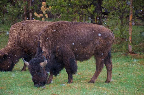 Bisons Grazing National Park — Stock Photo, Image