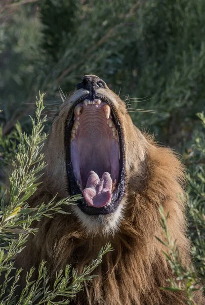 Machtige Leeuw Kijkt Naar Leeuwinnen Die Klaar Zijn Voor Jacht — Stockfoto