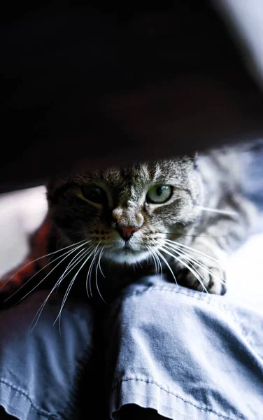 Nsan Bacaklarının Üzerinde Oturan Bir Kedinin Dikey Görüntüsü — Stok fotoğraf