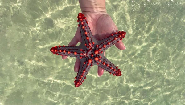 Starfish Sea Stars Asteroidea 클래스에 속하는 모양의 노이드이다 — 스톡 사진