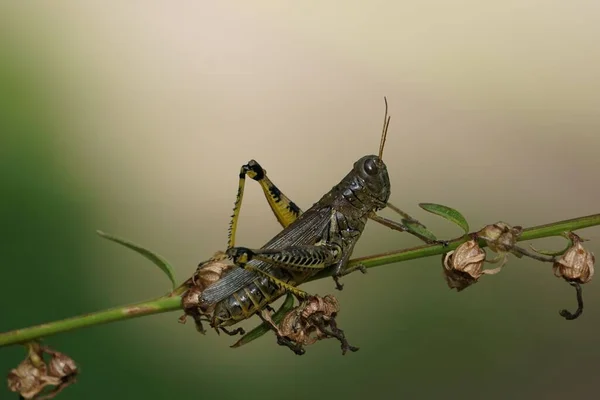 Closeup Shot Differential Grasshopper Plant — Stock Photo, Image