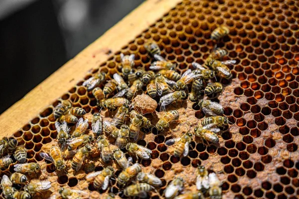 Zbliżenie Pszczół Miodnych Ramie Plastrami Miodu Pszczelarstwo — Zdjęcie stockowe