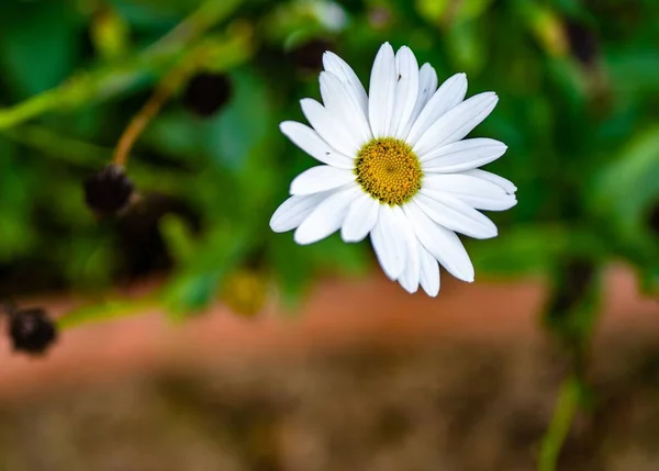 Крупним Планом Біла Ромашкова Квітка — стокове фото