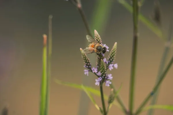 Arı Çiçek Açan Arka Planda Bulanık Bir Bitki — Stok fotoğraf