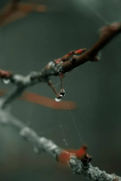 물방울이 나뭇가지의 — 스톡 사진