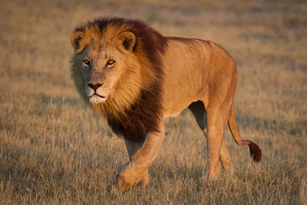 雄狮守护着那些准备捕猎的母狮 — 图库照片