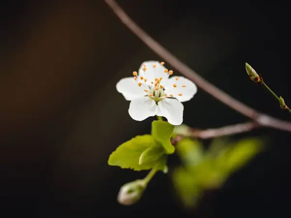 Крупним Планом Берег Білих Квітів Дереві — стокове фото
