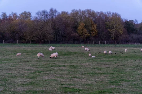 Group Sheep Eating Grass Farmland Trees Background — Stock Photo, Image