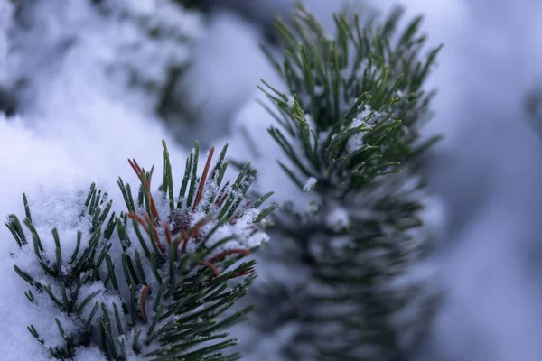 Крупный План Ветвей Сосны Покрытых Снегом — стоковое фото