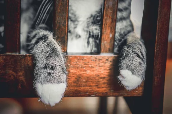 Eine Nahaufnahme Von Katzenpfoten Auf Einem Holztisch — Stockfoto