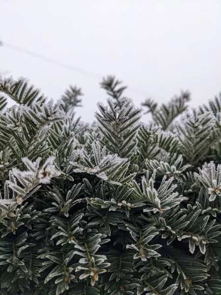 Вертикальний Знімок Зеленого Листя Ялини Покритого Морозом — стокове фото