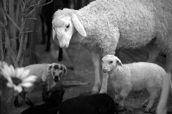 ドイツの動物展示会で赤ん坊と白い母親の羊のクローズアップショット — ストック写真