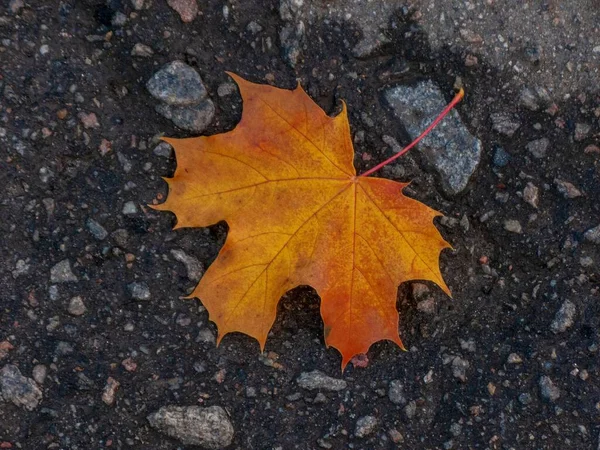 Nahaufnahme Eines Herbstlich Gefärbten Ahornblattes Auf Dem Boden — Stockfoto