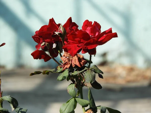 Eine Nahaufnahme Von Roten Rosen Einem Garten Mit Verschwommenem Hintergrund — Stockfoto