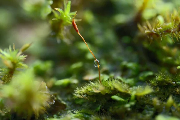 Bitki Gövdesindeki Bir Çiy Tanesinin Seçici Odak Noktası — Stok fotoğraf