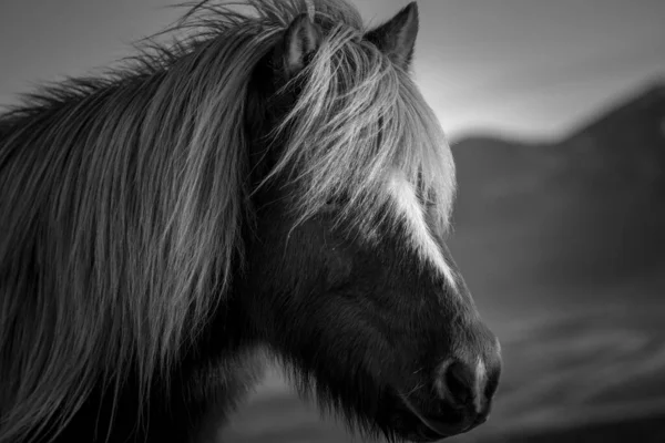 Tiro Tons Cinza Perto Cavalo Islandês — Fotografia de Stock