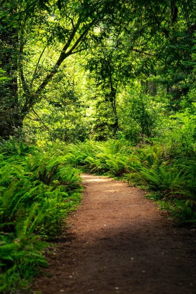 Plan Vertical Chemin Terre Milieu Une Forêt — Photo