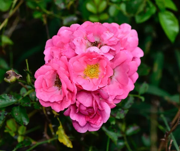 Eine Nahaufnahme Von Rosa Blume Blüte Vor Verschwommenem Grünen Hintergrund — Stockfoto