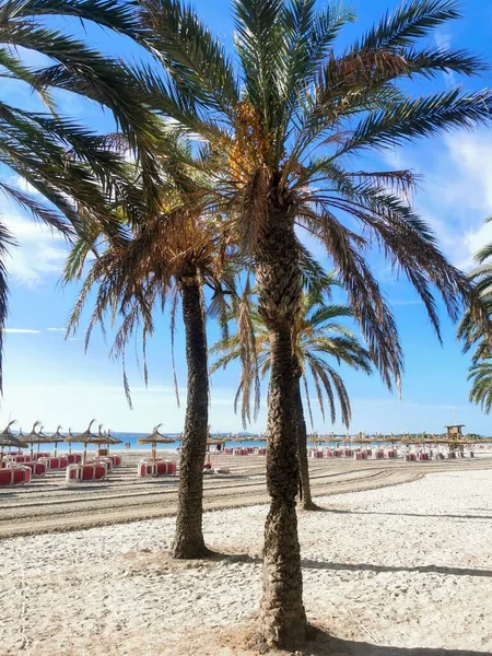 Pionowy Widok Palm Domków Nad Zatoką Alcudia Majorka Hiszpania — Zdjęcie stockowe