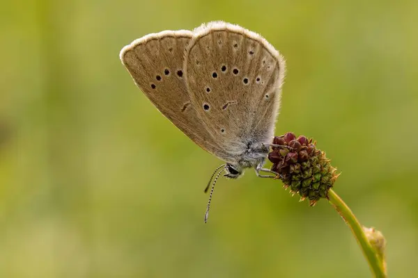 在背景模糊的野花上 一只昏暗的蓝色蝴蝶在野花上的特写镜头 — 图库照片
