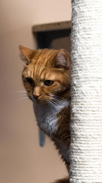Turuncu Bir Kedi Duruyor Ona Bakıyor — Stok fotoğraf