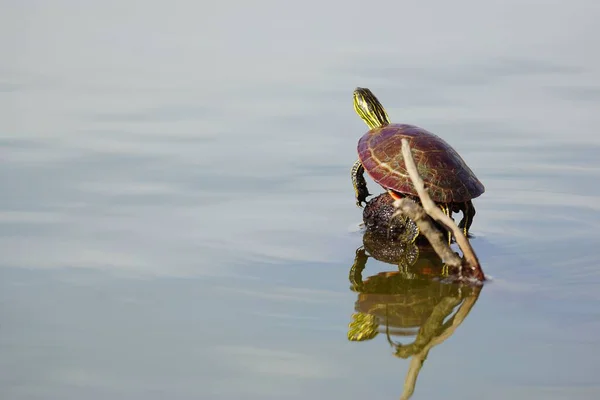 Painted Turtle Small Rock Sea — Stock Photo, Image