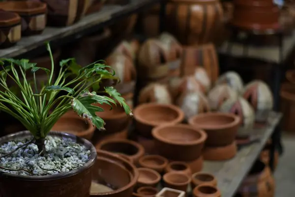 奥に陶器の入った鍋の中の植物のクローズアップ — ストック写真