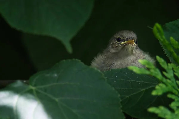 Eine Nahaufnahme Eines Entzückenden Flauschigen Sperlings Durch Die Blätter — Stockfoto