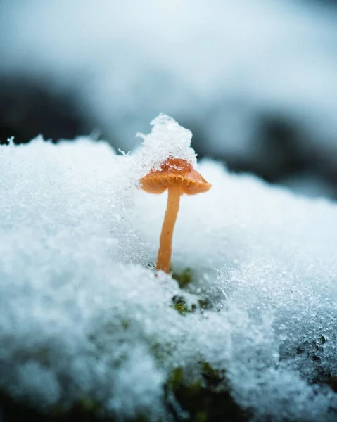 Fungo Nella Neve Sullo Sfondo Sfocato — Foto Stock