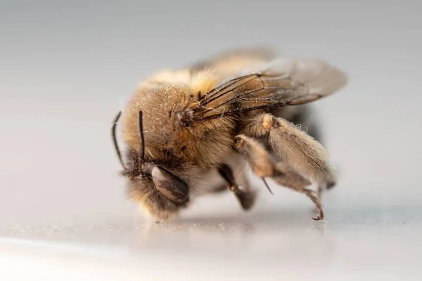 Makro Ujęcie Martwej Wschodniej Pszczoły Dyniowatej Peponapis Pruinosa Białym Tle — Zdjęcie stockowe