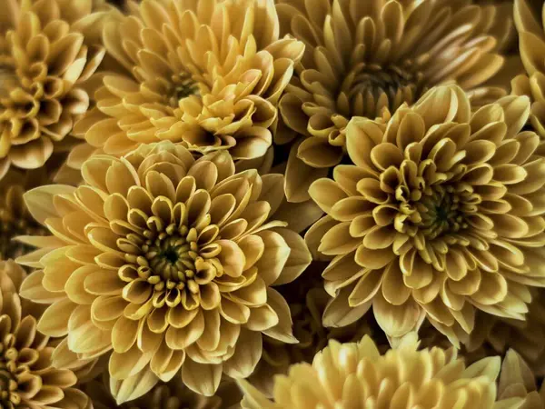 Closeup Top View Yellow Mums Flowers Blooming Petals Perfect Wallpaper — Stock Photo, Image