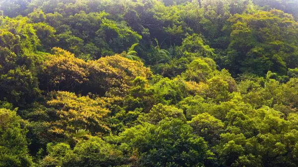 Krásná Krajina Hustého Zeleného Lesa — Stock fotografie