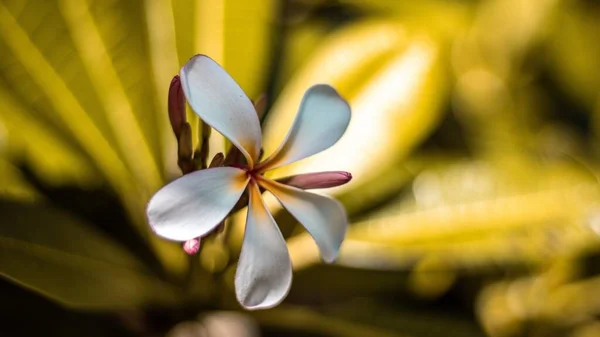 Een Macro Shot Van Een Witte Plumeria Bloem Met Smalle — Stockfoto