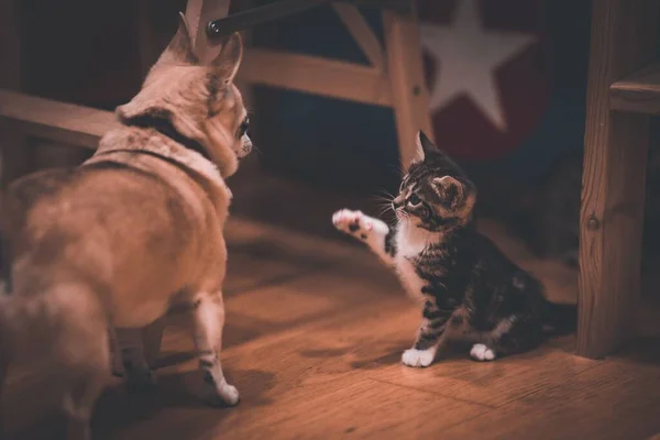 Ein Entzückendes Kätzchen Spielt Mit Einem Hund Haus — Stockfoto