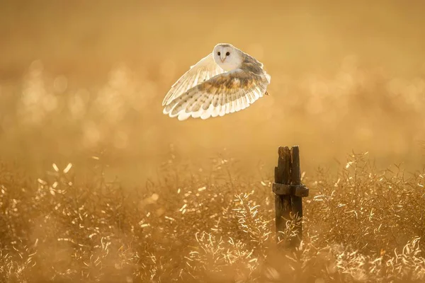 美丽的巴恩猫头鹰飞翔的景象 — 图库照片