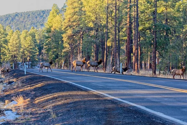 Beautiful View Herd Elk Crossing Road Forest — Stock Photo, Image