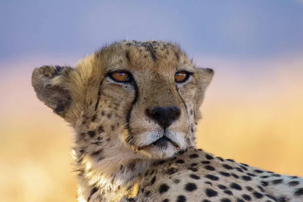 Cheetah Vlakten Van Serengeti National Park — Stockfoto