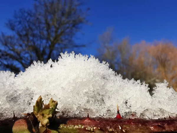 葉の上の霜のクローズアップショット — ストック写真
