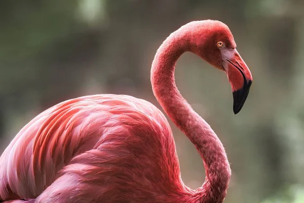 Крупный План Большого Фламинго Профиле — стоковое фото
